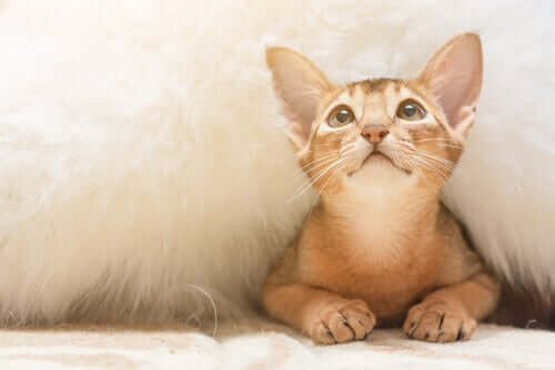 Raças de gatos que pensam como cães