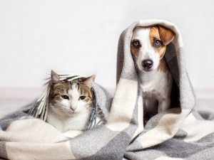 Gatos que pensam como cães