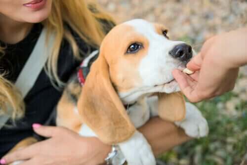 Beagle tomando remédio