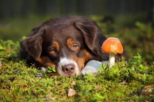 Intoxicação por cogumelos em cães: o que fazer?