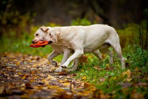 Labrador brincando no campo