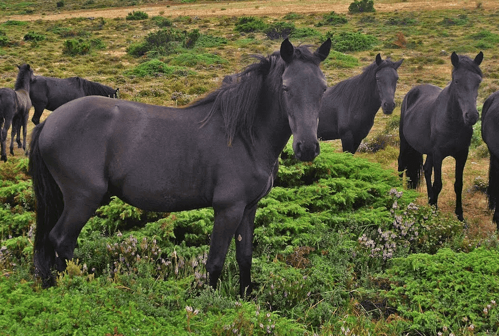 Cavalo losino