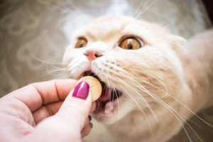 Prescrição e uso responsável de medicamentos veterinários