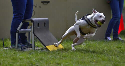 Flyball: 5 dicas para praticá-lo com o seu animal de estimação