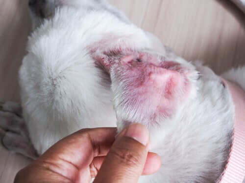Tratamentos para a dermatite alérgica em cães