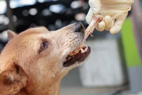 Cachorro recebendo osso de galinha