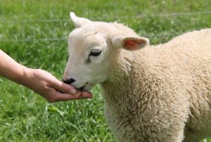 Ovelha doméstica: alimentação e temperamento