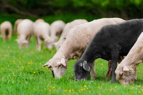 Ovelhas se alimentando