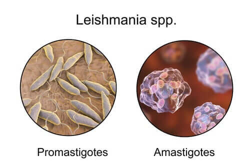 Parasitas