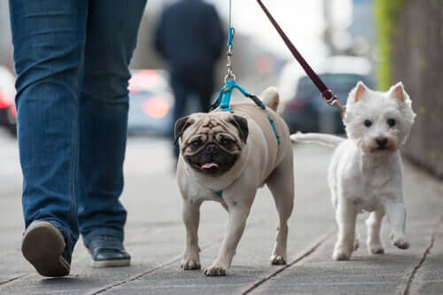 Passear com o cachorro