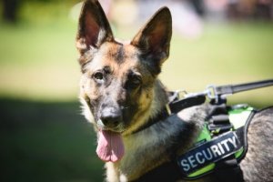 A vida dos cães policiais: treinamento e aposentadoria
