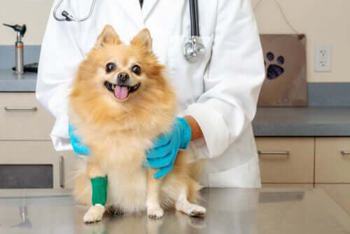 Cachorro com a pata imobilizada