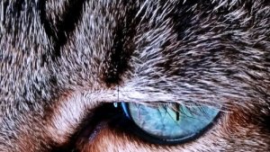 Por que o pelo dos gatos muda de cor?