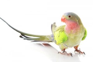 Por que o periquito Princesa de Gales recebeu esse nome?