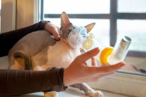 Problemas respiratórios em gatos: causas e sintomas