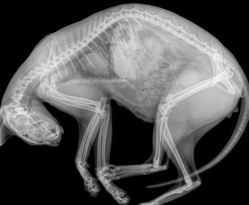Radiografia de gato