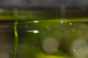 Fases do desenvolvimento embrionário dos peixes