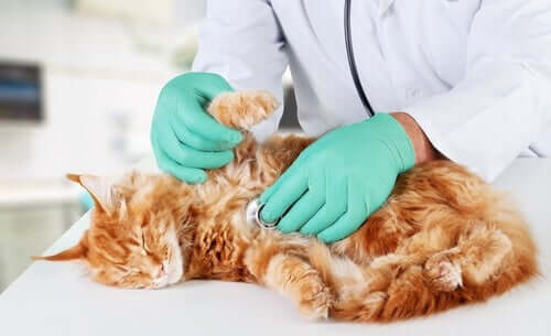 Doenças que afetam o sistema imunológico de um gato