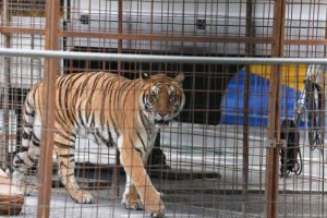 As doenças mais comuns dos felinos selvagens em cativeiro