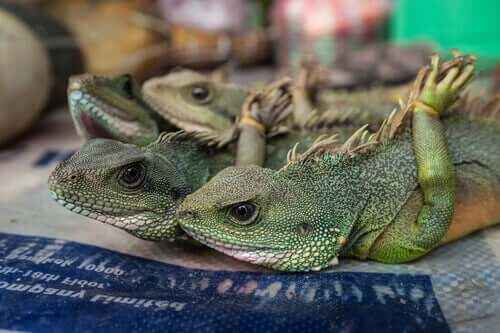 Iguanas amarradas