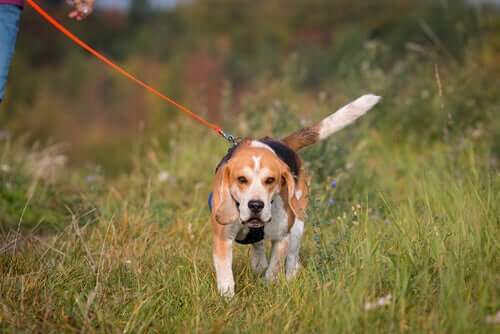 Cachorro passeando na natureza