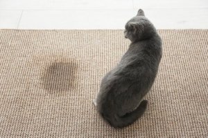 Como remover a urina do gato de casa?