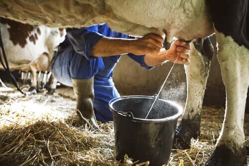 Tirar leite de vaca