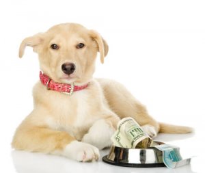 Qual é o valor da vida de um animal?
