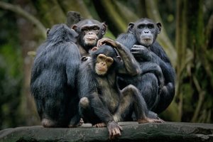 Chimpanzé-pigmeu: comportamento e alimentação