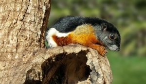 Esquilo-de-prevost: alimentação e habitat