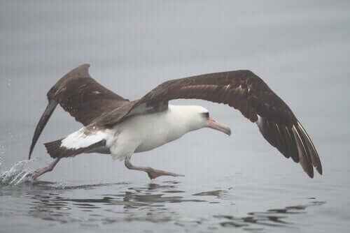 Habitat do albatroz-de-laysan