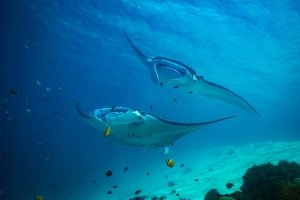 Reservas marinhas e áreas protegidas da Espanha