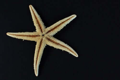 O que é uma estrela-do-mar?