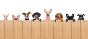 Como escolher cercas e barreiras para cães na sua casa