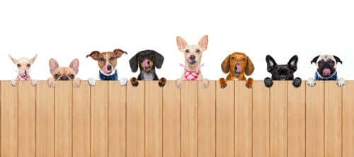Como escolher cercas e barreiras para cães na sua casa