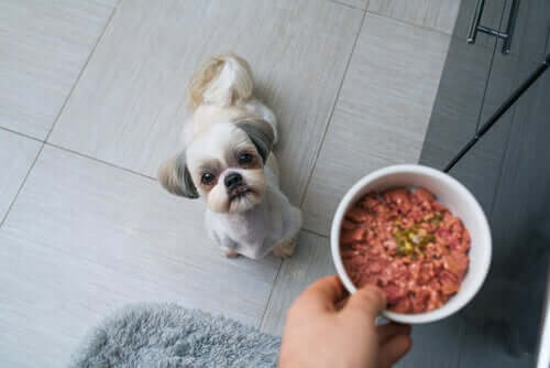O que exatamente é a dieta BARF para cães?