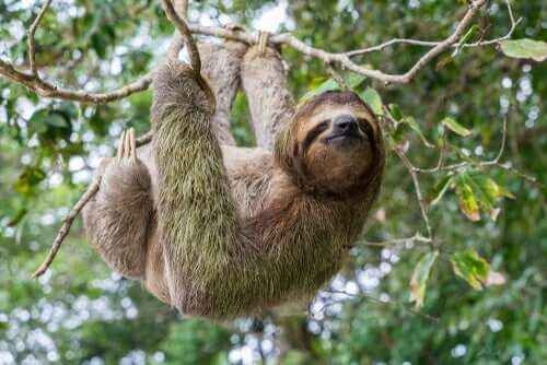 Os animais conseguem perceber a passagem do tempo?