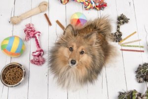 Dicas para entreter os animais de estimação durante a quarentena