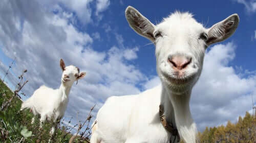 As cabras preferem pessoas felizes