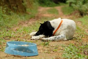 Quais animais podem ter anorexia?