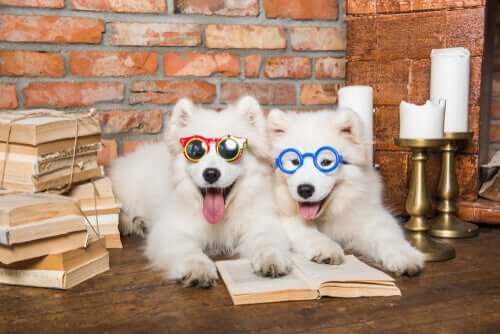 Cachorros usando óculos