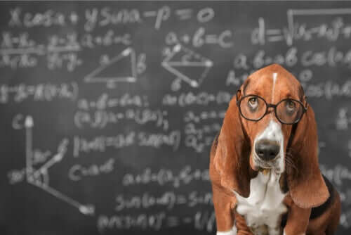 É possível estimular a inteligência dos cães?
