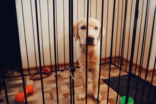 Por que preciso de barreiras para cães?