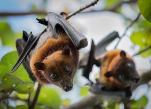 Características dos mamíferos voadores