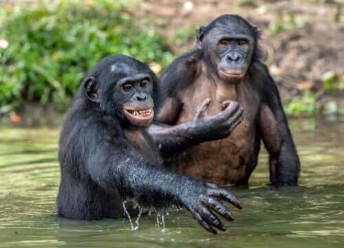 Habitat e alimentação do chimpanzé-pigmeu