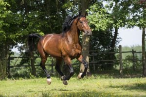 As origens do cavalo Maremmano