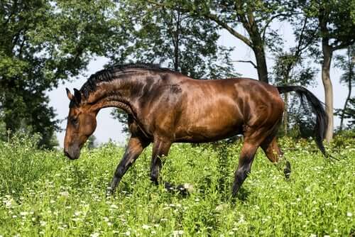 As origens do cavalo Maremmano