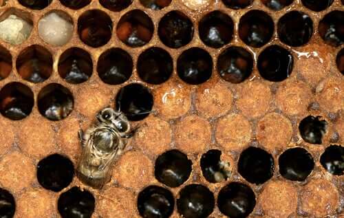 Como é o ciclo de vida das abelhas-europeias