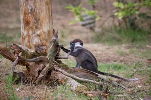 Pelagem inconfundível