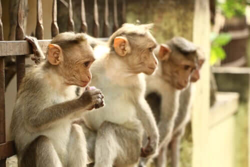 Características da macaca radiata